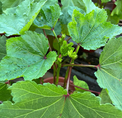 Lady's Finger Plant (0.5m)