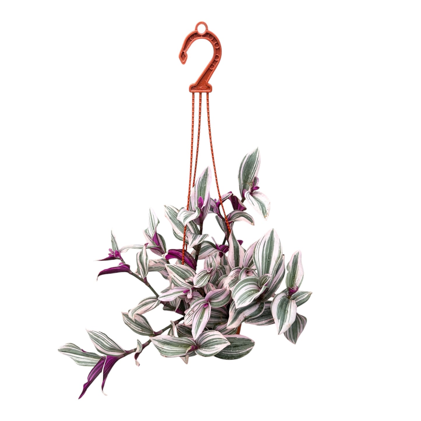 Tradescantia Nanouk,  Fantasy Venice, Pink Wandering Jew