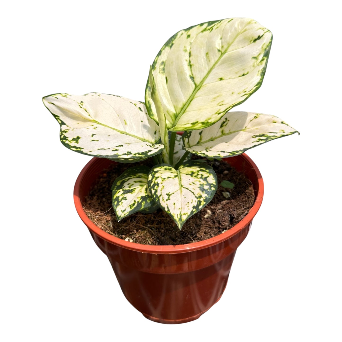 Aglaonema Super White