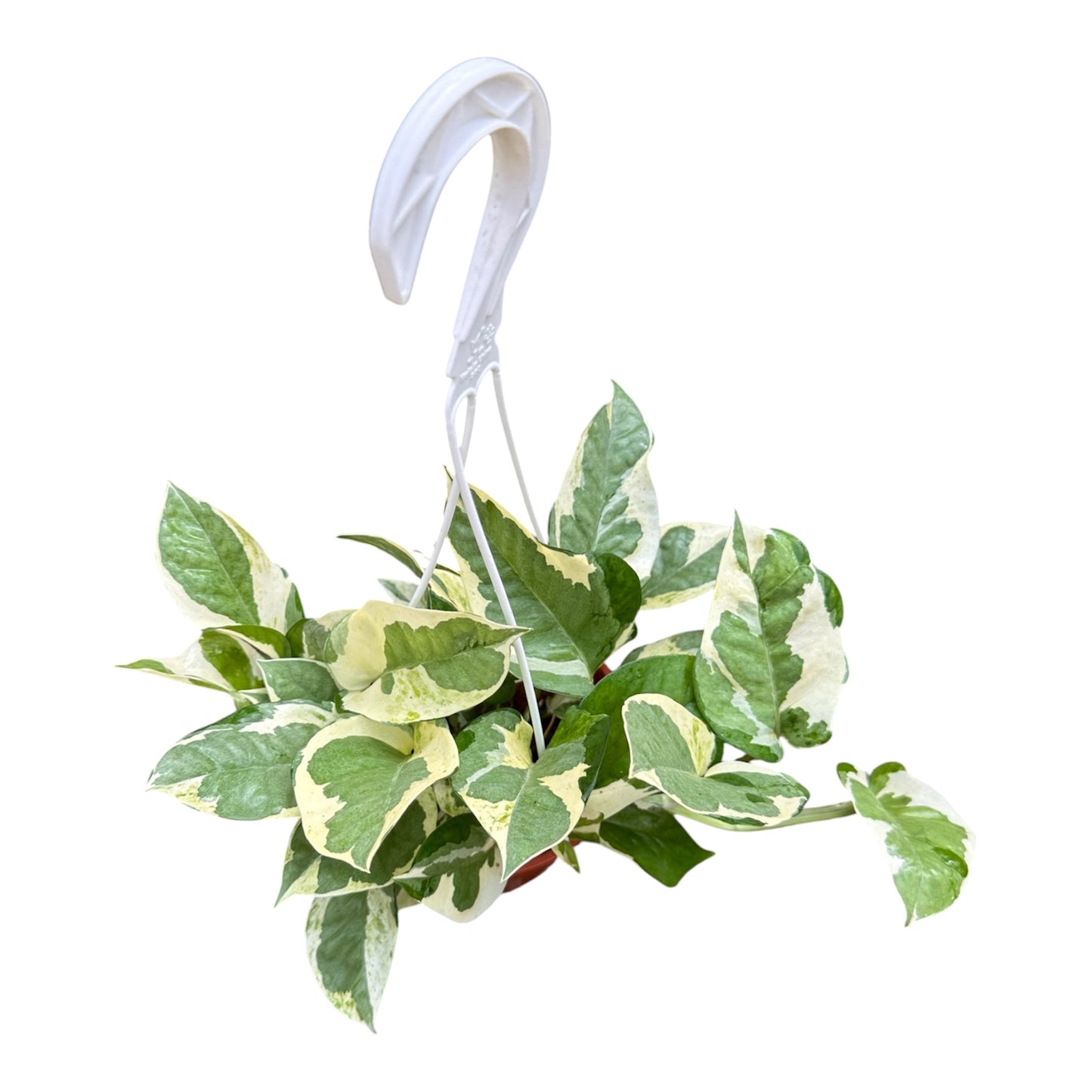 Epipremnum Aureum 'N' Joy, 'N' Joy Money Plant