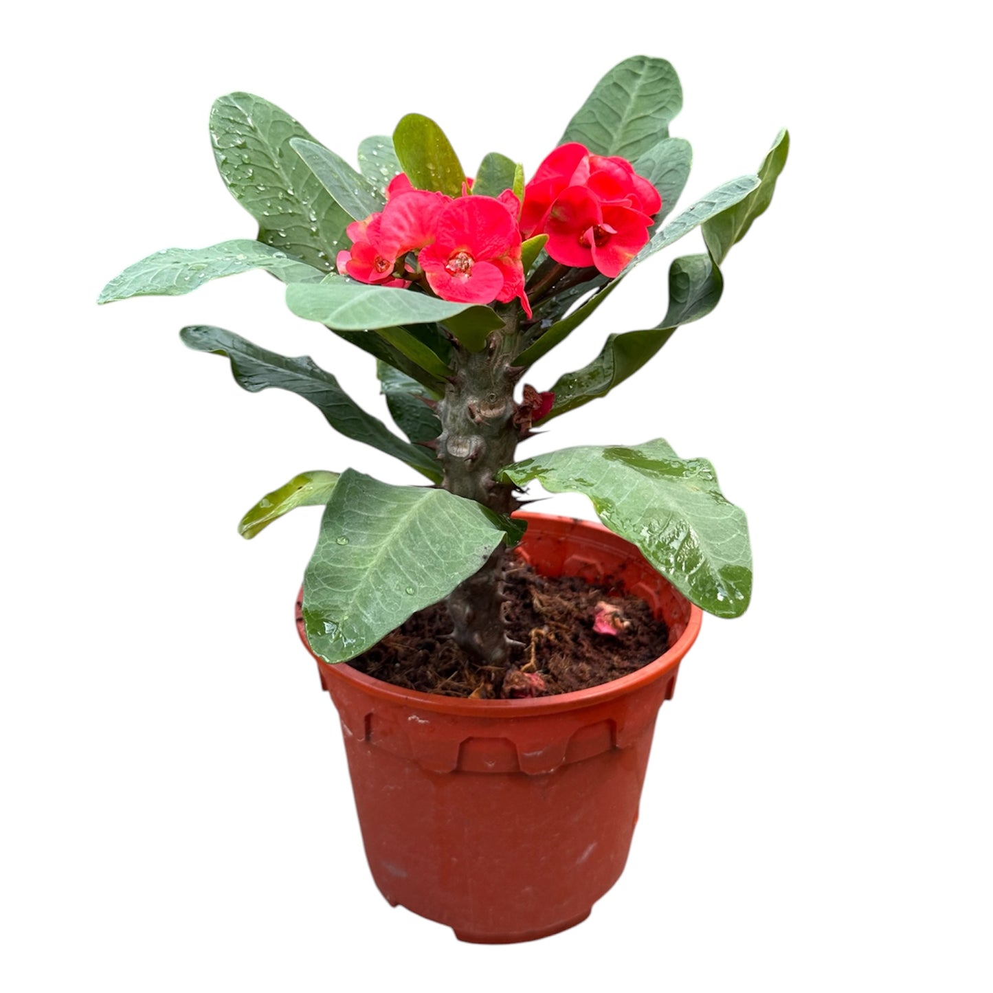 Euphorbia Milii, Crown Of Thorns