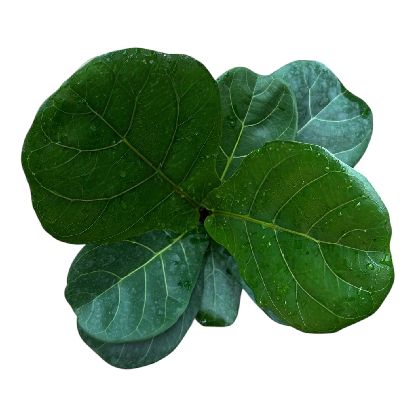 Fiddle-Leaf Fig, Ficus Lyrata