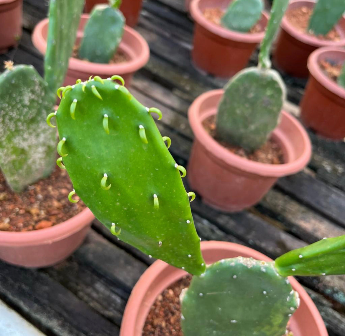 Bundle Of 2 - Opuntia Cochenillifera, Prickly Pear Cactus (0.3m)