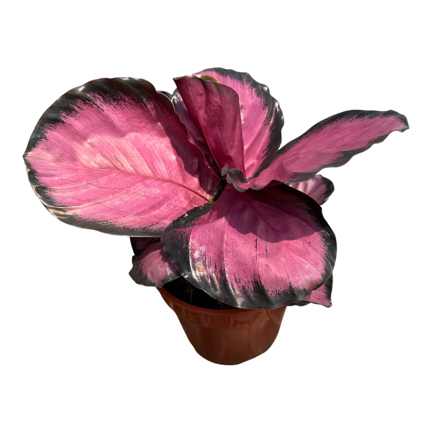 Calathea Roseopicta Rosy