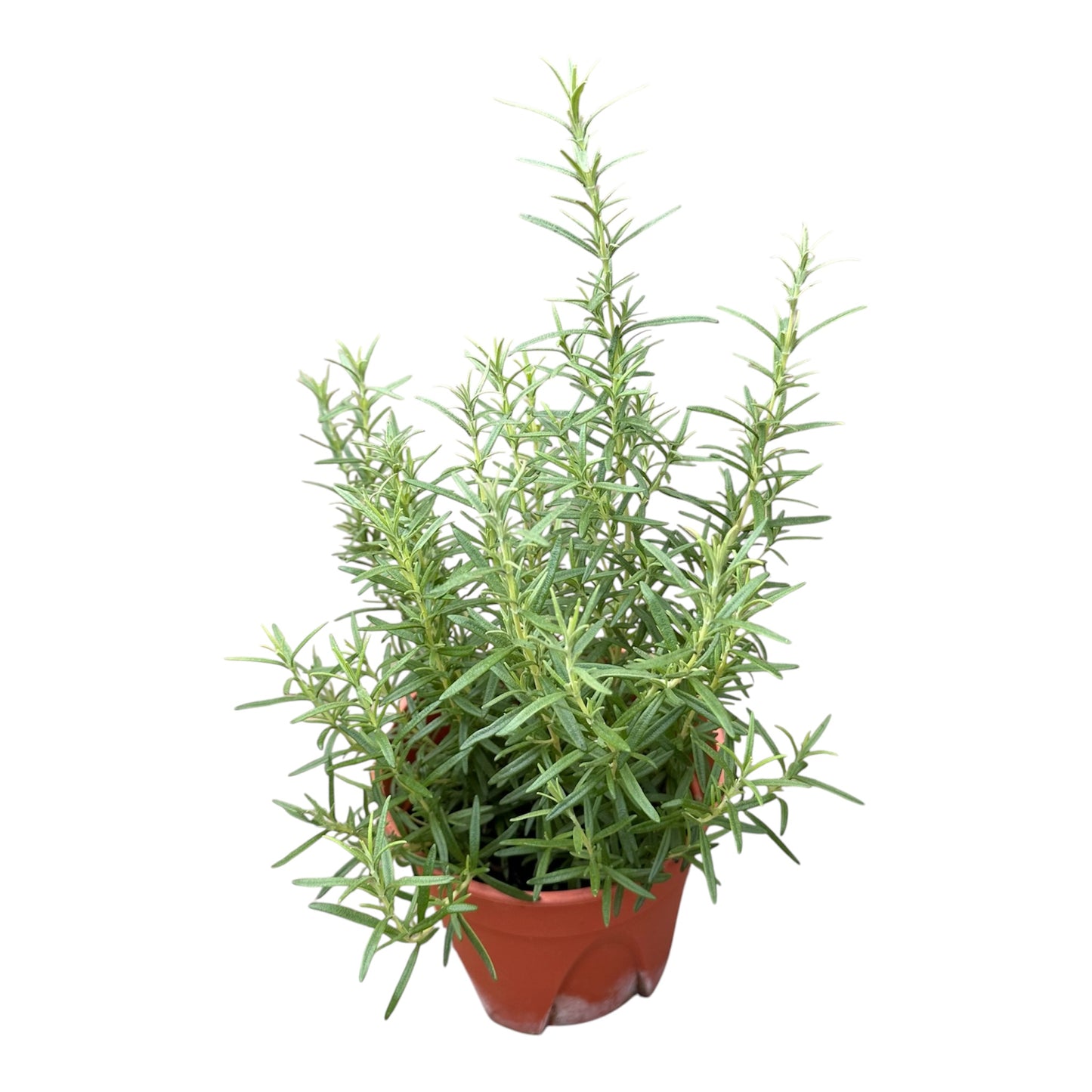 Salvia Rosmarinus, Rosemary