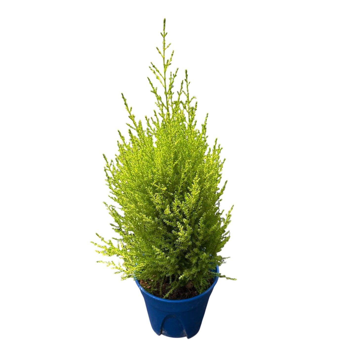 Cupressus Macrocarpa, Monterey
Cypress, Goldcrest