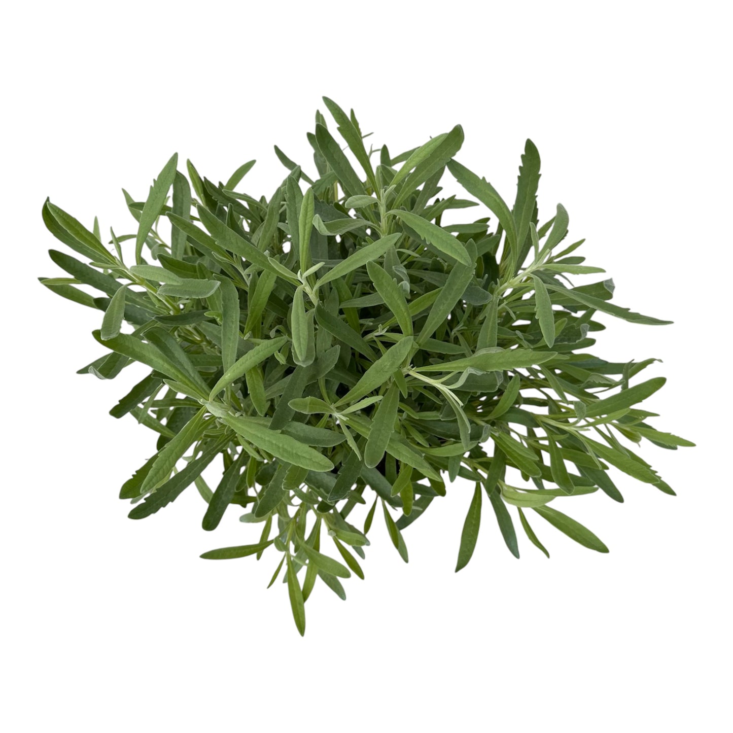 Lavandula Stoechas, Lavender