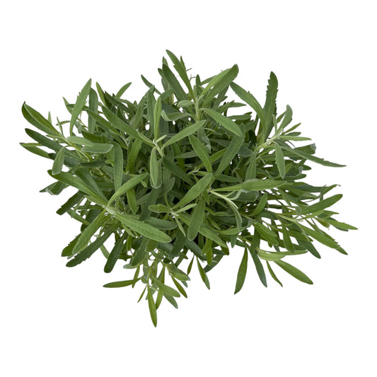 Lavandula Stoechas, Lavender