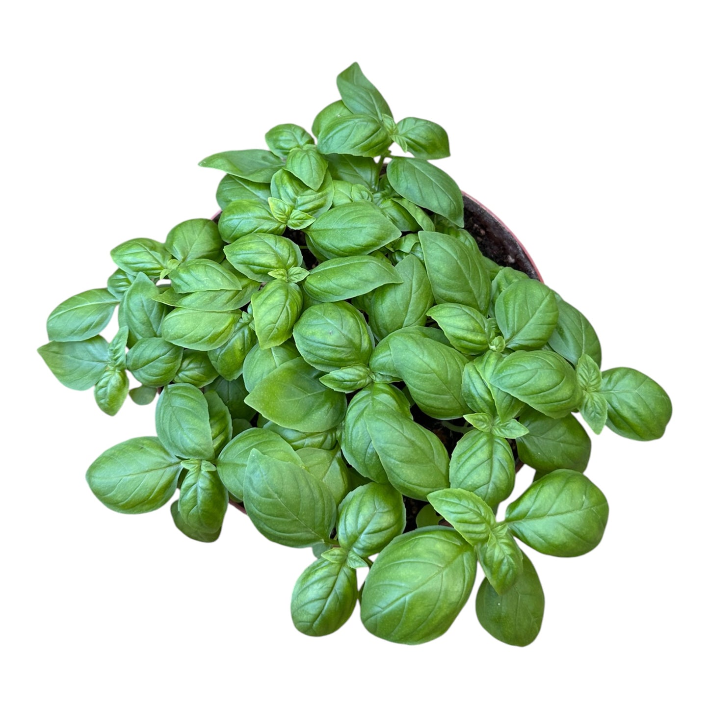 Ocimum Basilicum, Sweet Basil