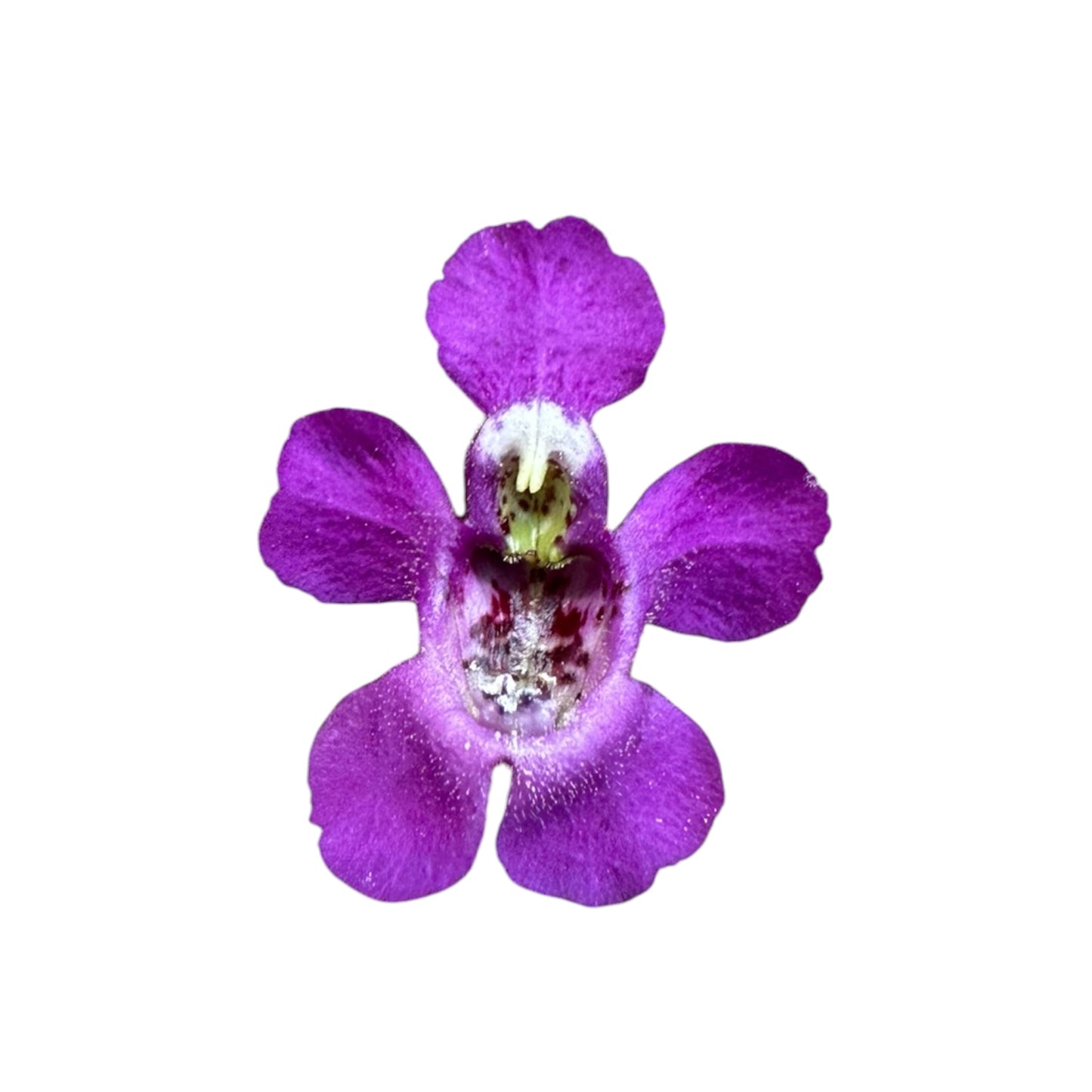 Angelonia Angustifolia, Angelonia Purple