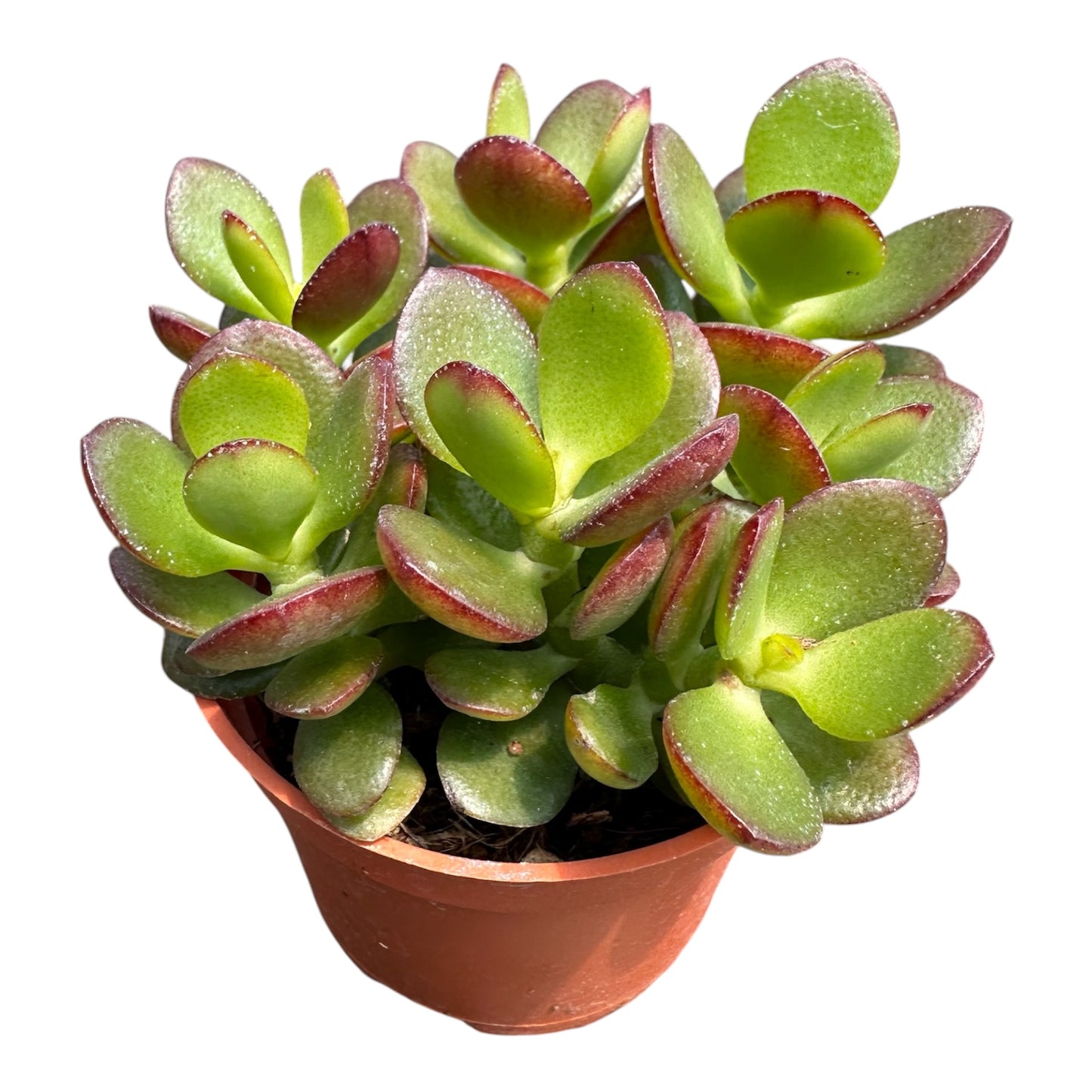 Crassula Ovata, Jade Plant