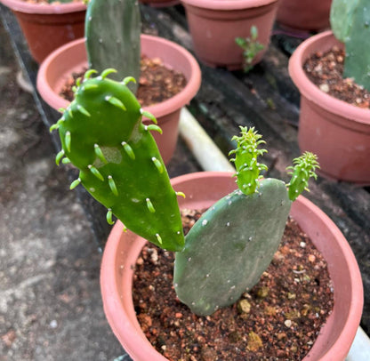 Bundle Of 2 - Opuntia Cochenillifera, Prickly Pear Cactus (0.3m)