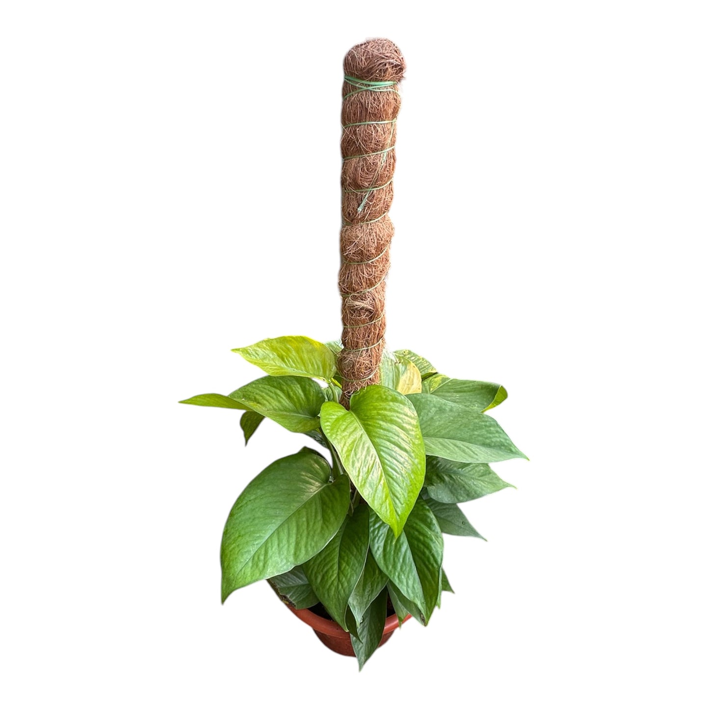 Epipremnum Aureum, Money Plant