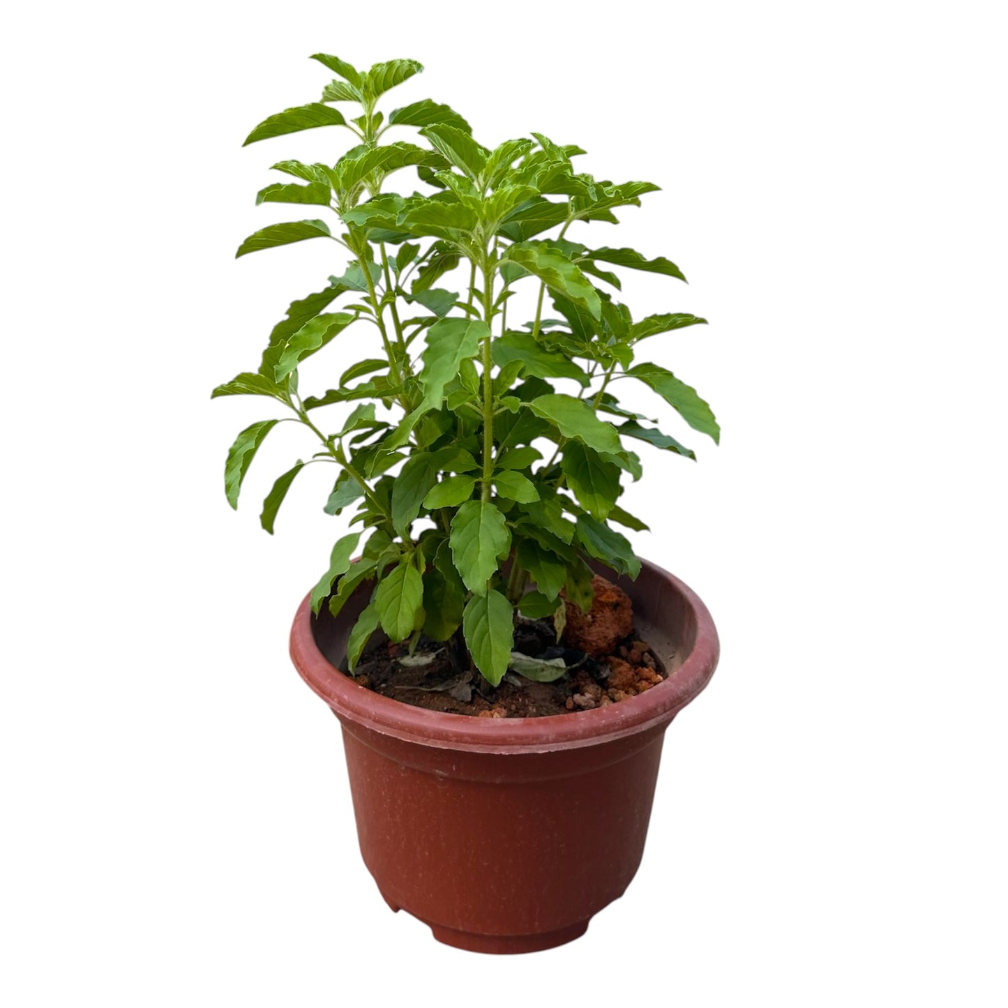 Ocimum Tenuiflorum, Tulasi, Tulsi, or Holy Basil