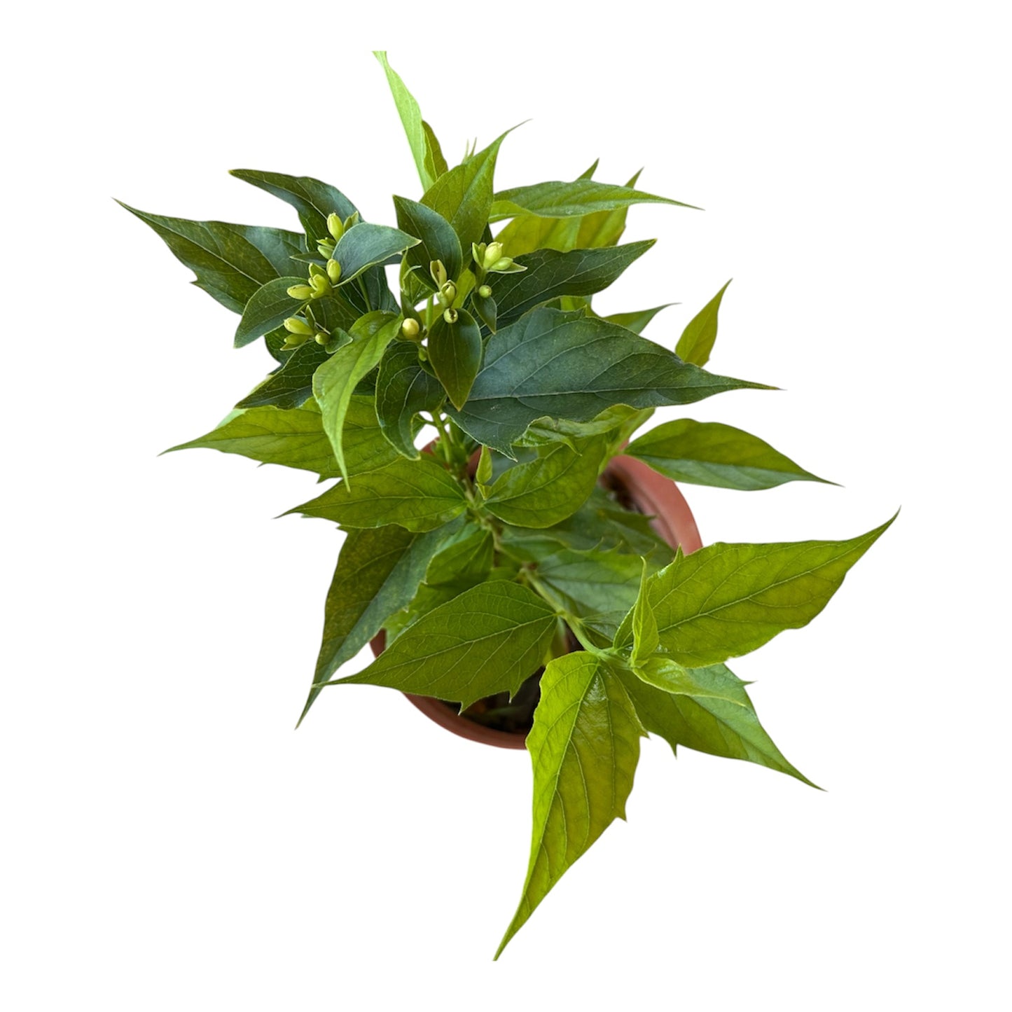Coral Jasmine