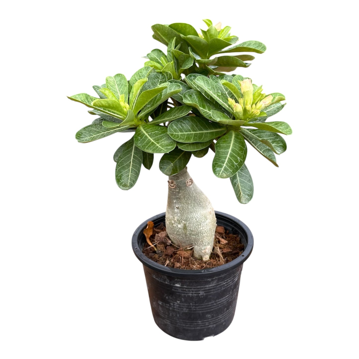 Adenium