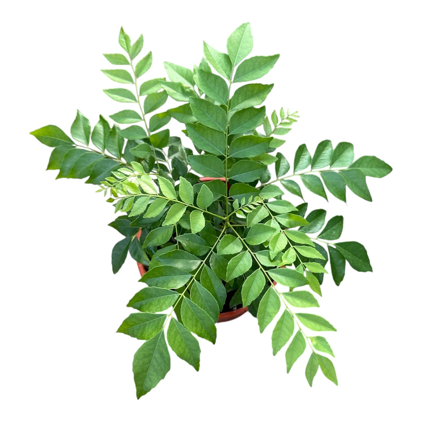 Bergera Koenigii, Murraya Koenigii, Curry Plant
