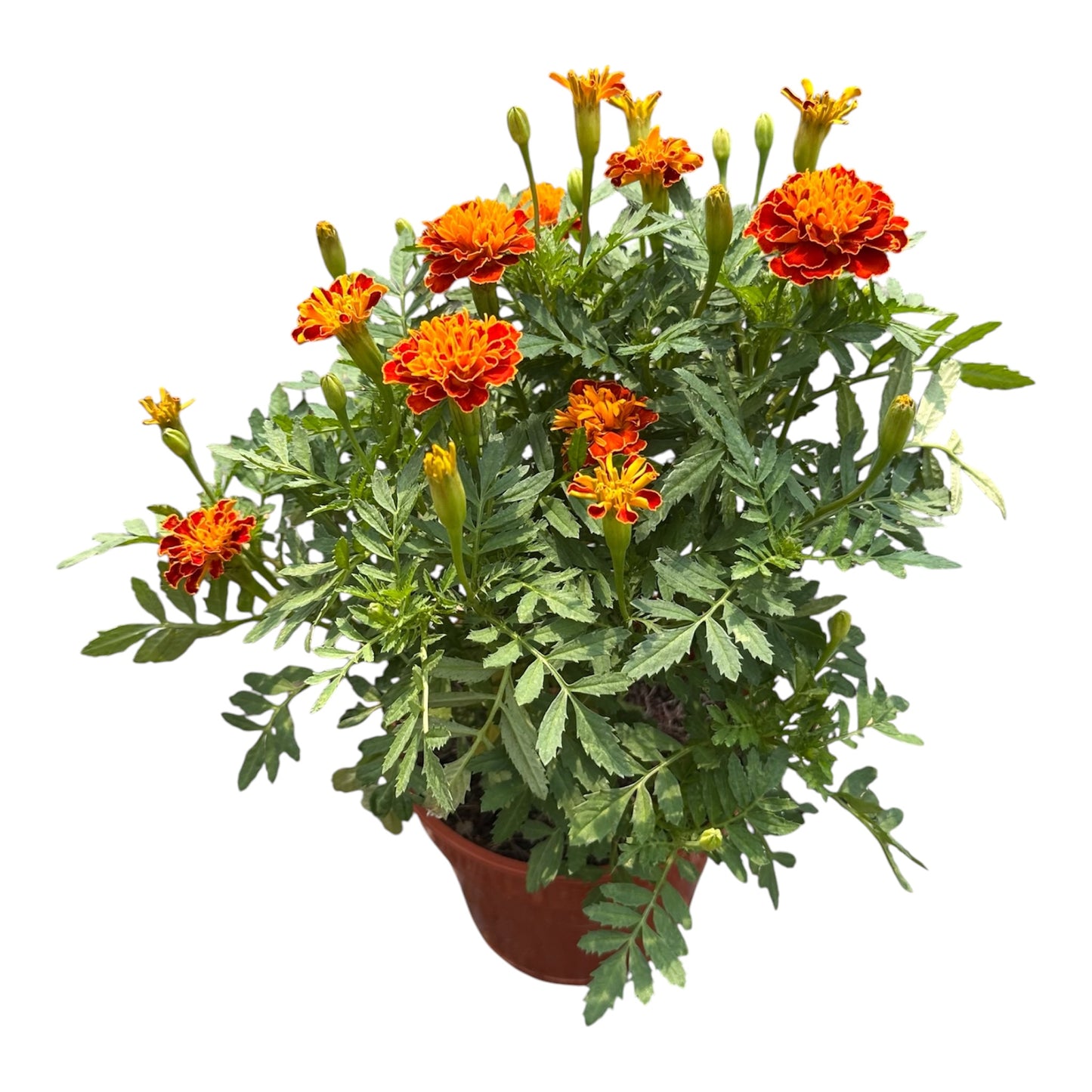 Tagetes Erecta, Orange Marigold