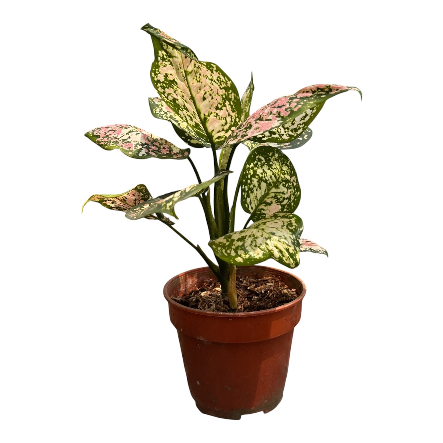 Aglaonema Tricolour
