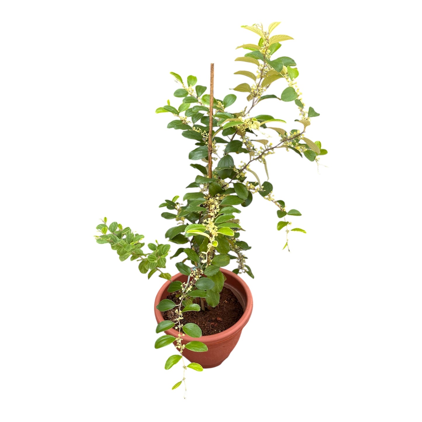 Ziziphus Jujuba, Red Date, Chinese Date, Jujube Plant