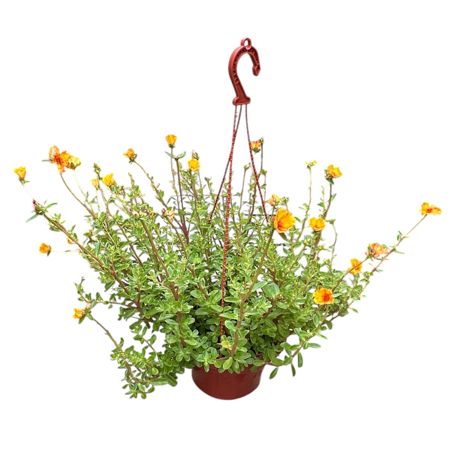 Portulaca Oleracea, Purslane