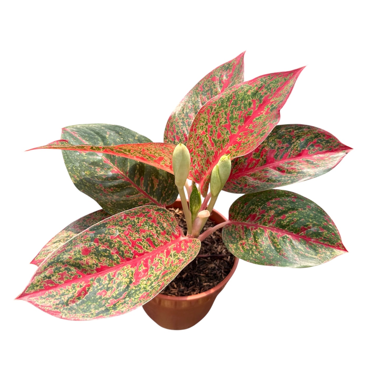 Aglaonema Red Stardust
