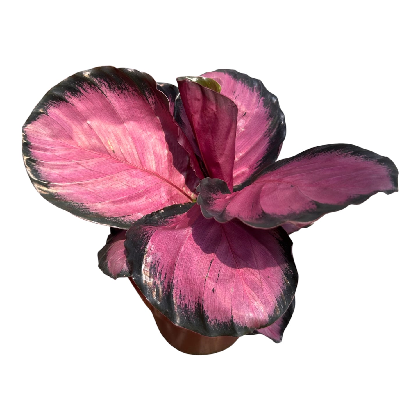 Calathea Roseopicta Rosy