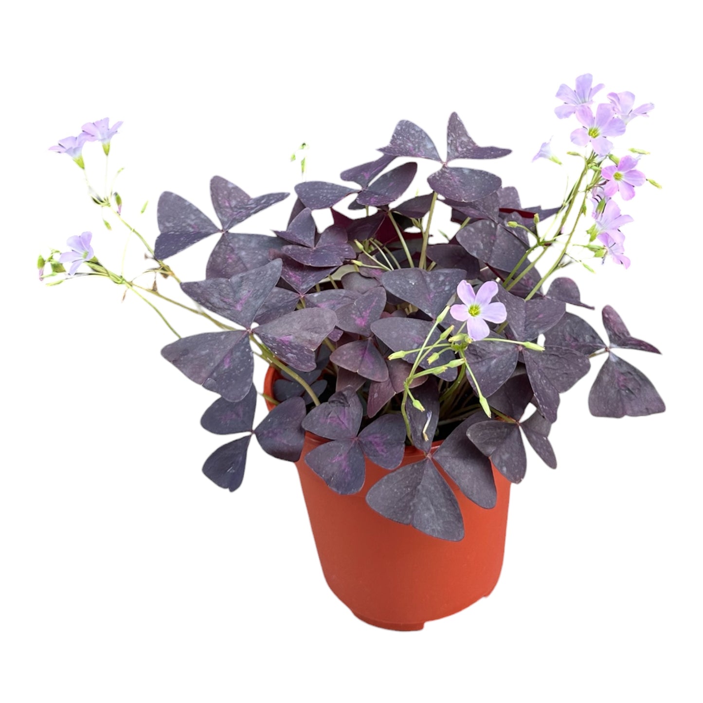 Oxalis Triangularis, Oxalis Triangle
