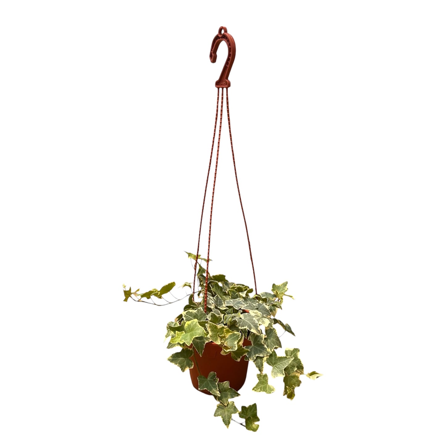 Hedera Helix, English Ivy Variegated