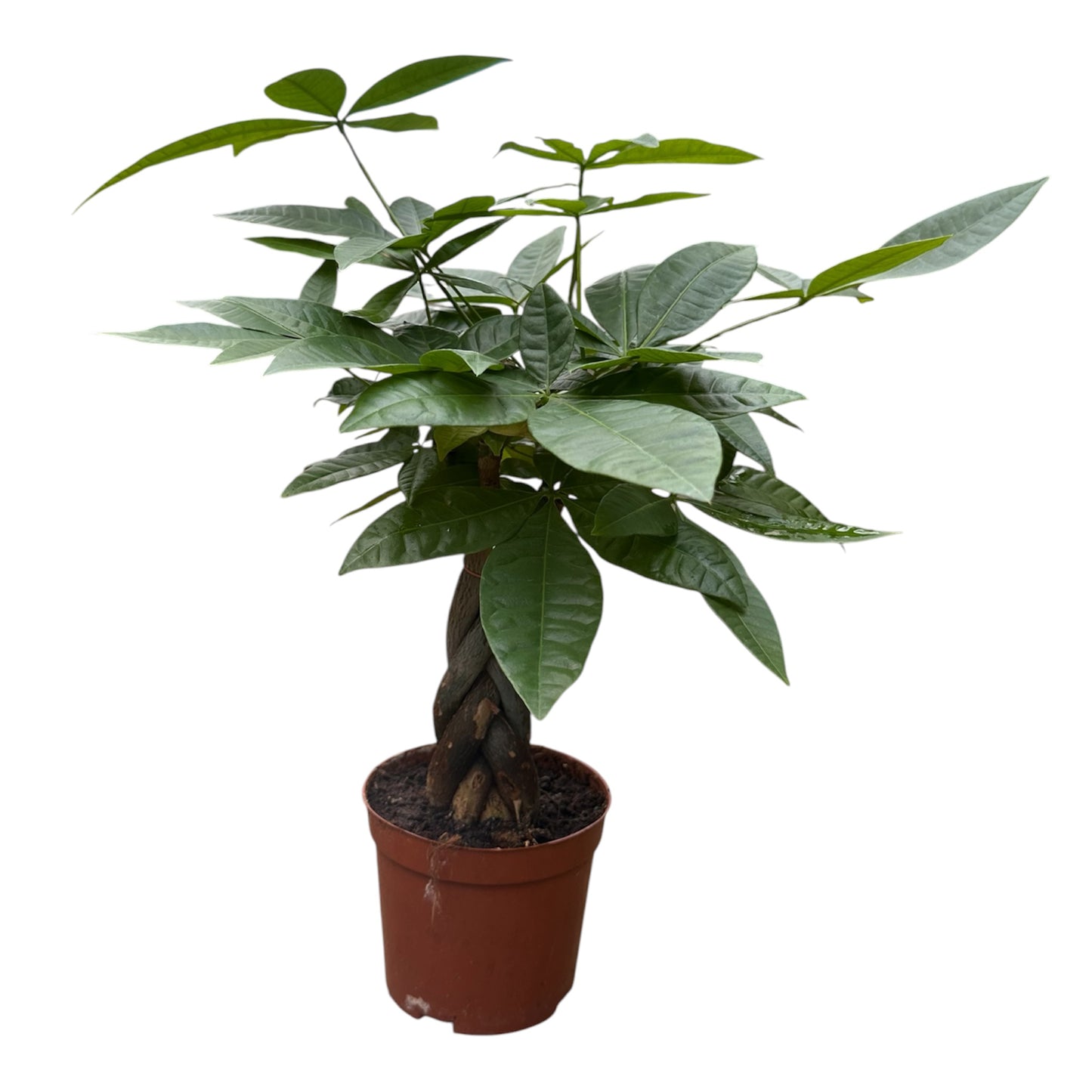 Pachira Aquatica, Money Tree, Pachira Twist 'B'