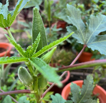 Lady's Finger Plant (0.5m)