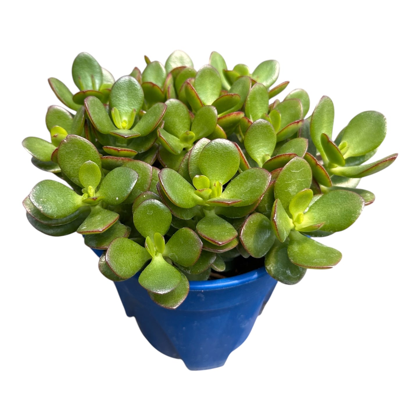 Crassula Ovata, Jade Plant