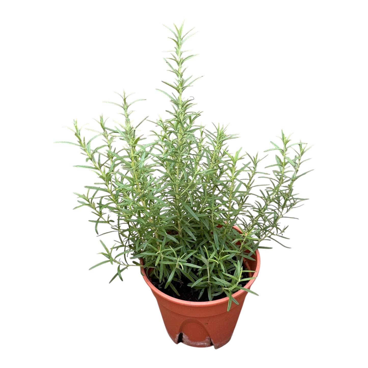 Salvia Rosmarinus, Rosemary