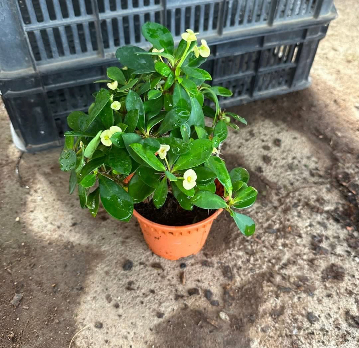 Euphorbia Milii 'Yellow Crown of Thorns'  (0.25m)