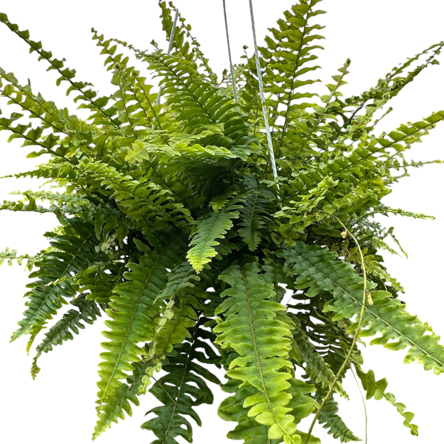 Boston Fern