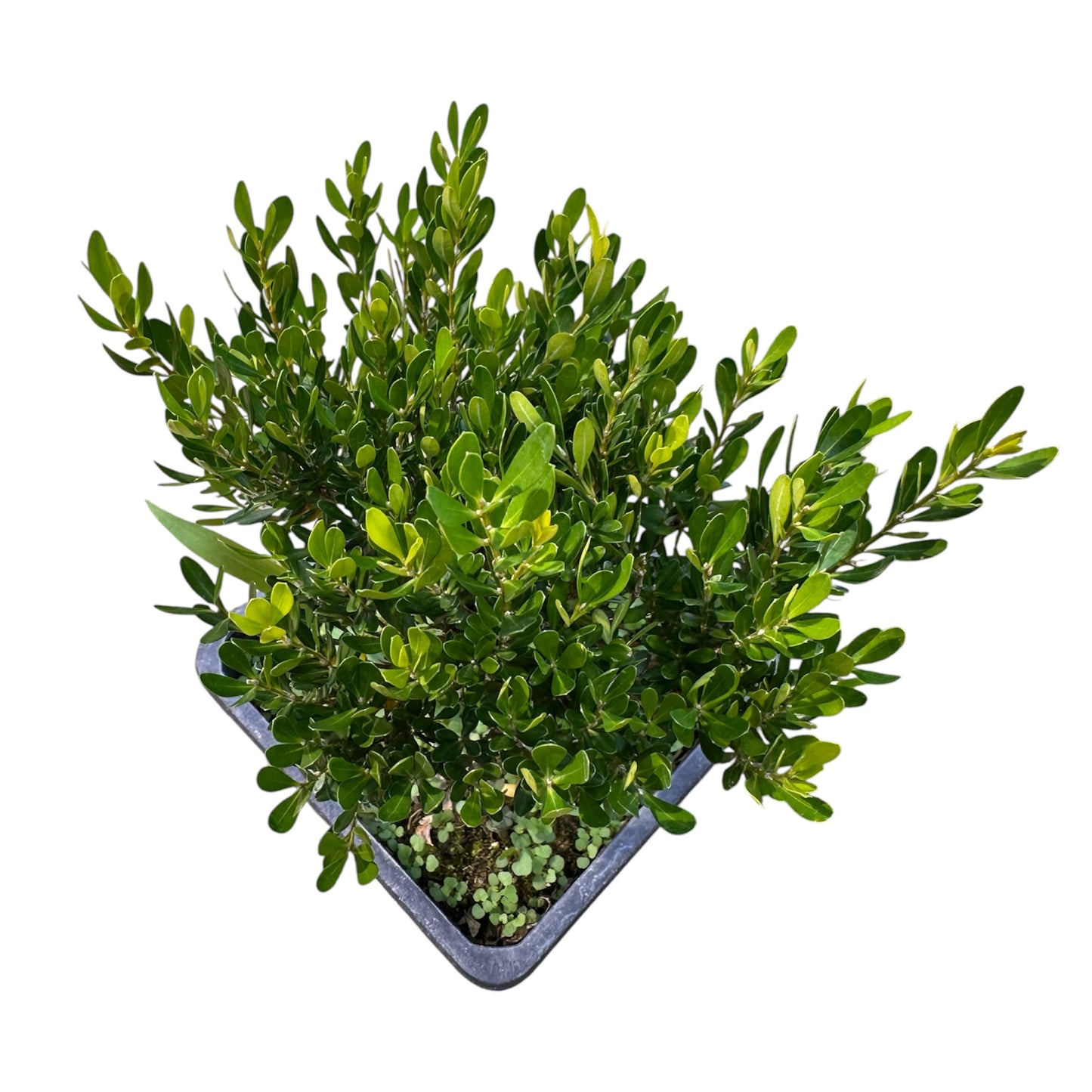 Buxus Sempervirens, Boxwood Plant