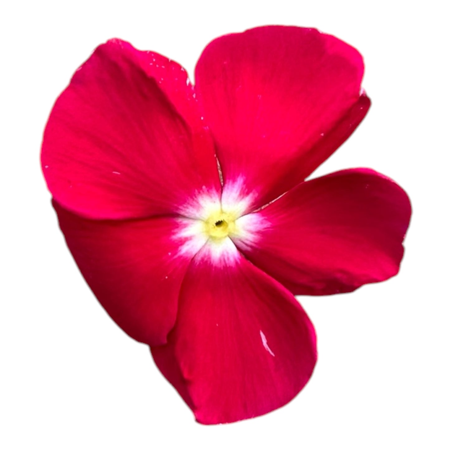 Assorted Colour Catharanthus Roseus, Madagascar Periwinkle