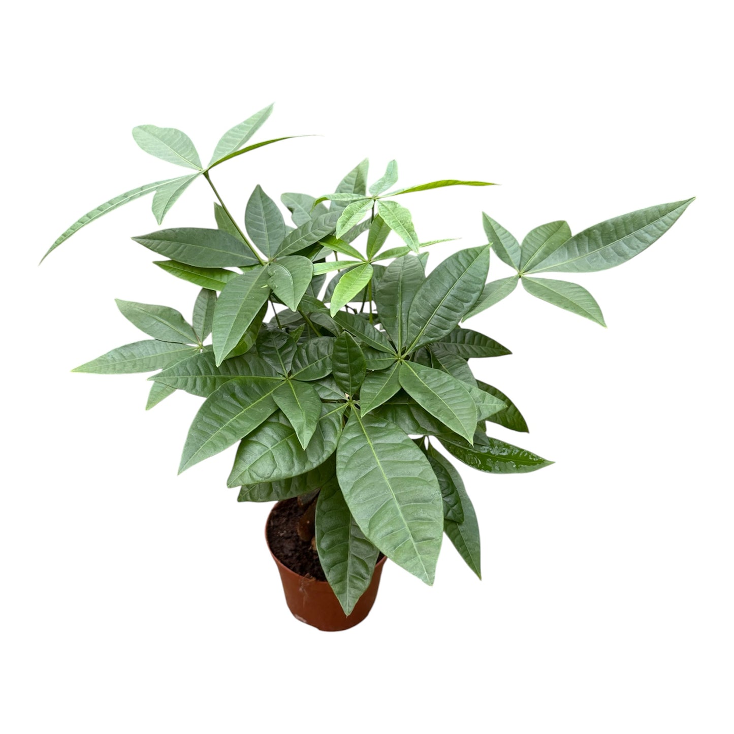 Pachira Aquatica, Money Tree, Pachira Twist 'B'