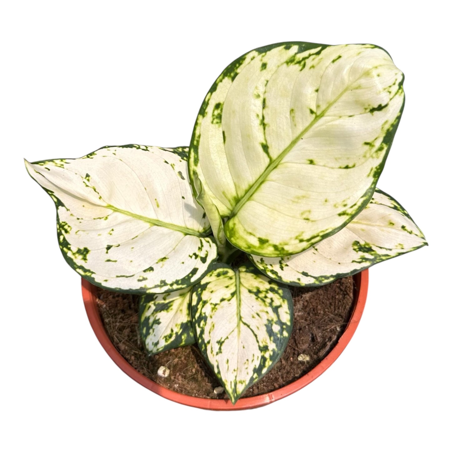 Aglaonema Super White