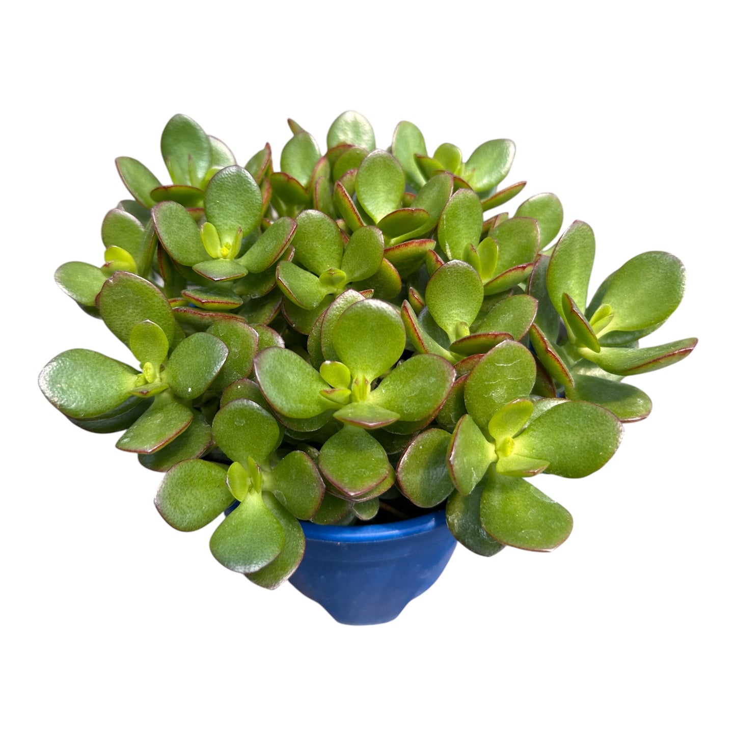 Crassula Ovata, Jade Plant