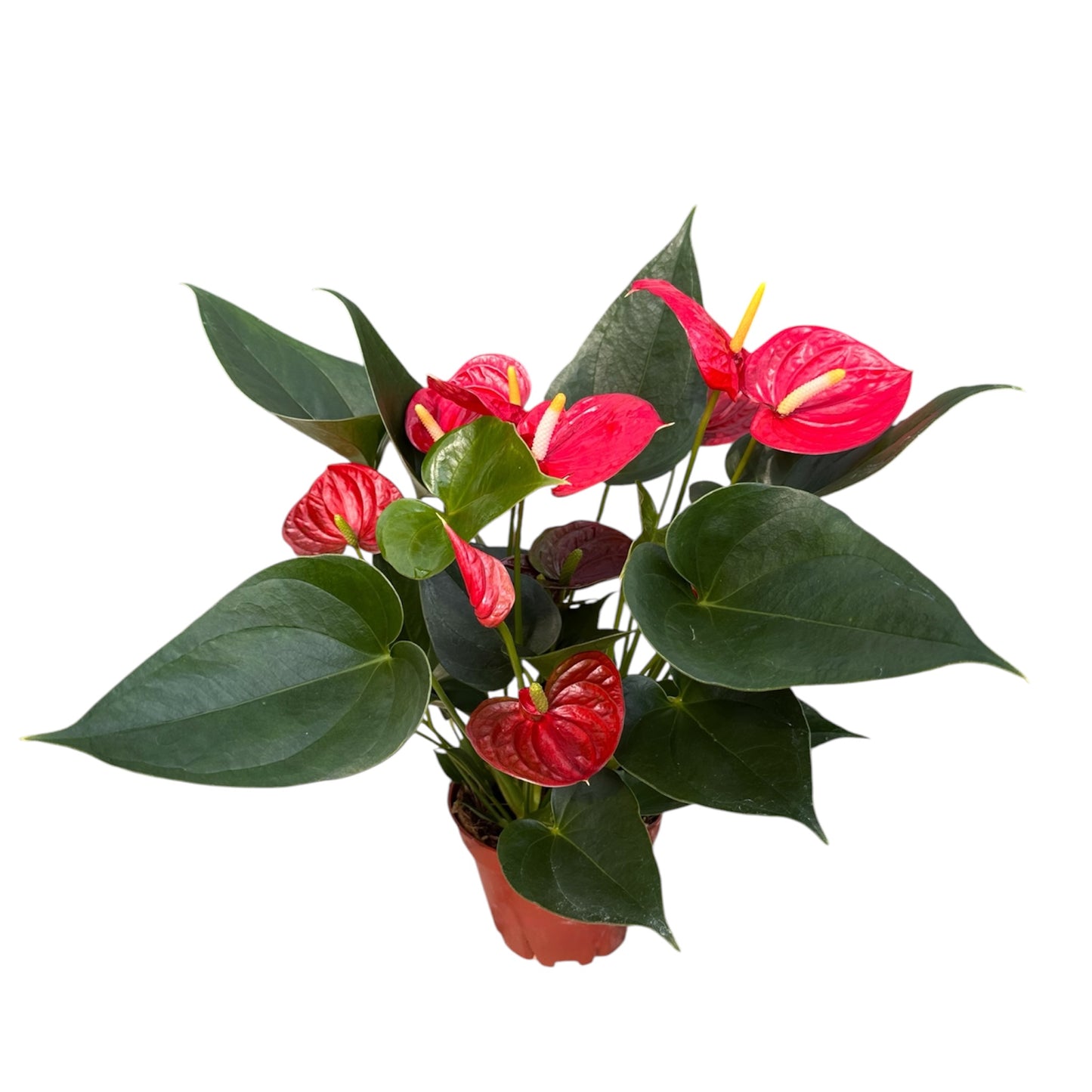 Anthurium Andraeanum, Anthurium Red