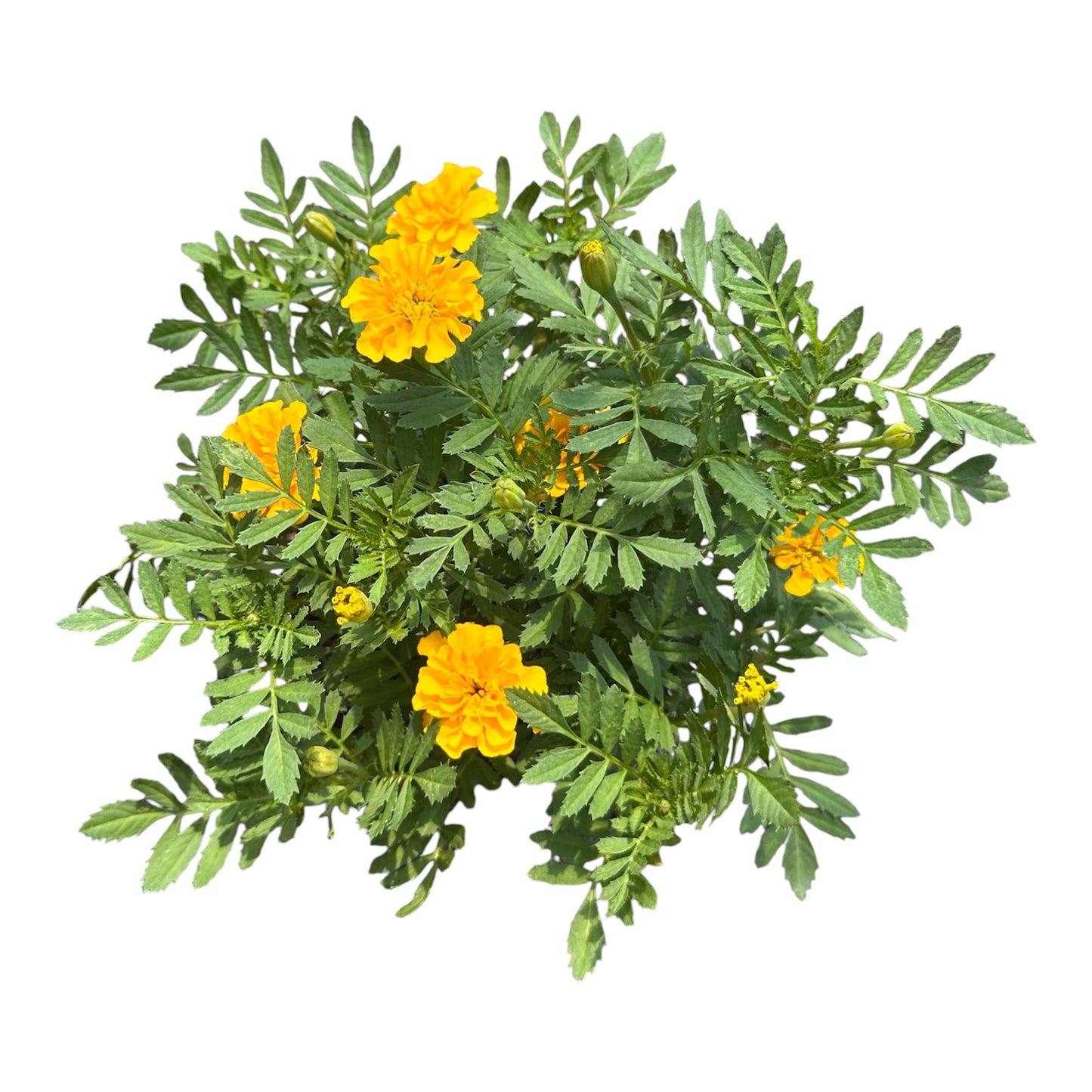 Tagetes Erecta, Yellow Marigold