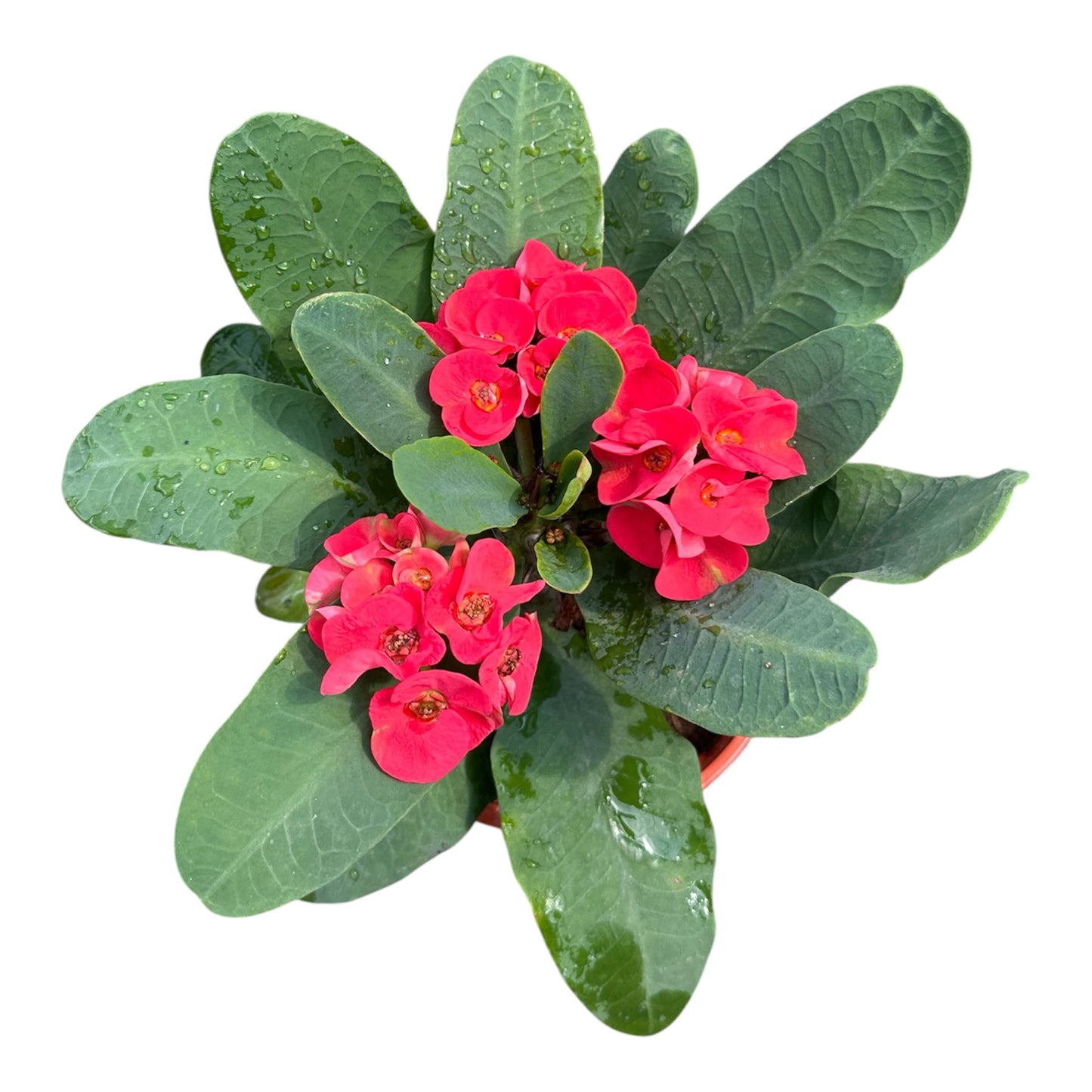 Euphorbia Milii, Crown Of Thorns