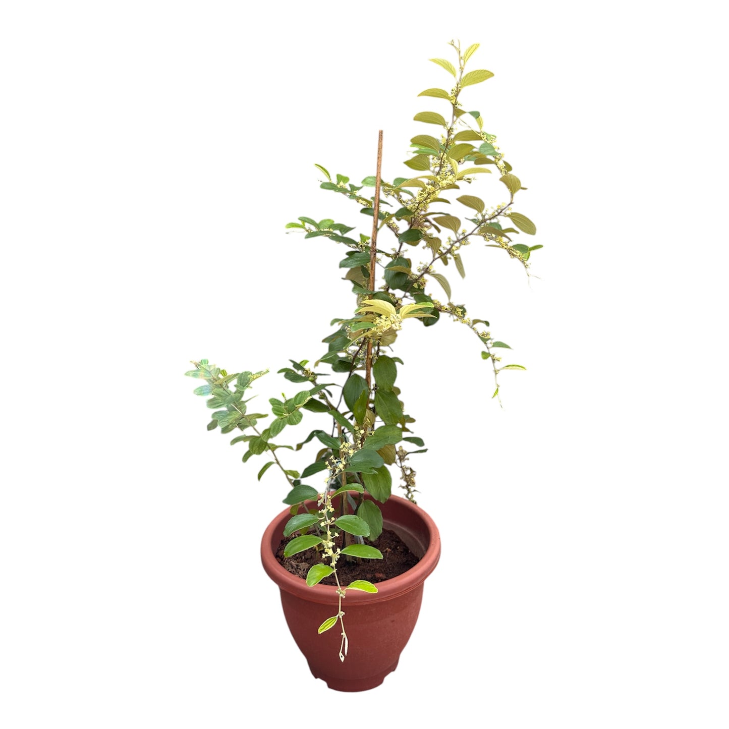 Ziziphus Jujuba, Red Date, Chinese Date, Jujube Plant