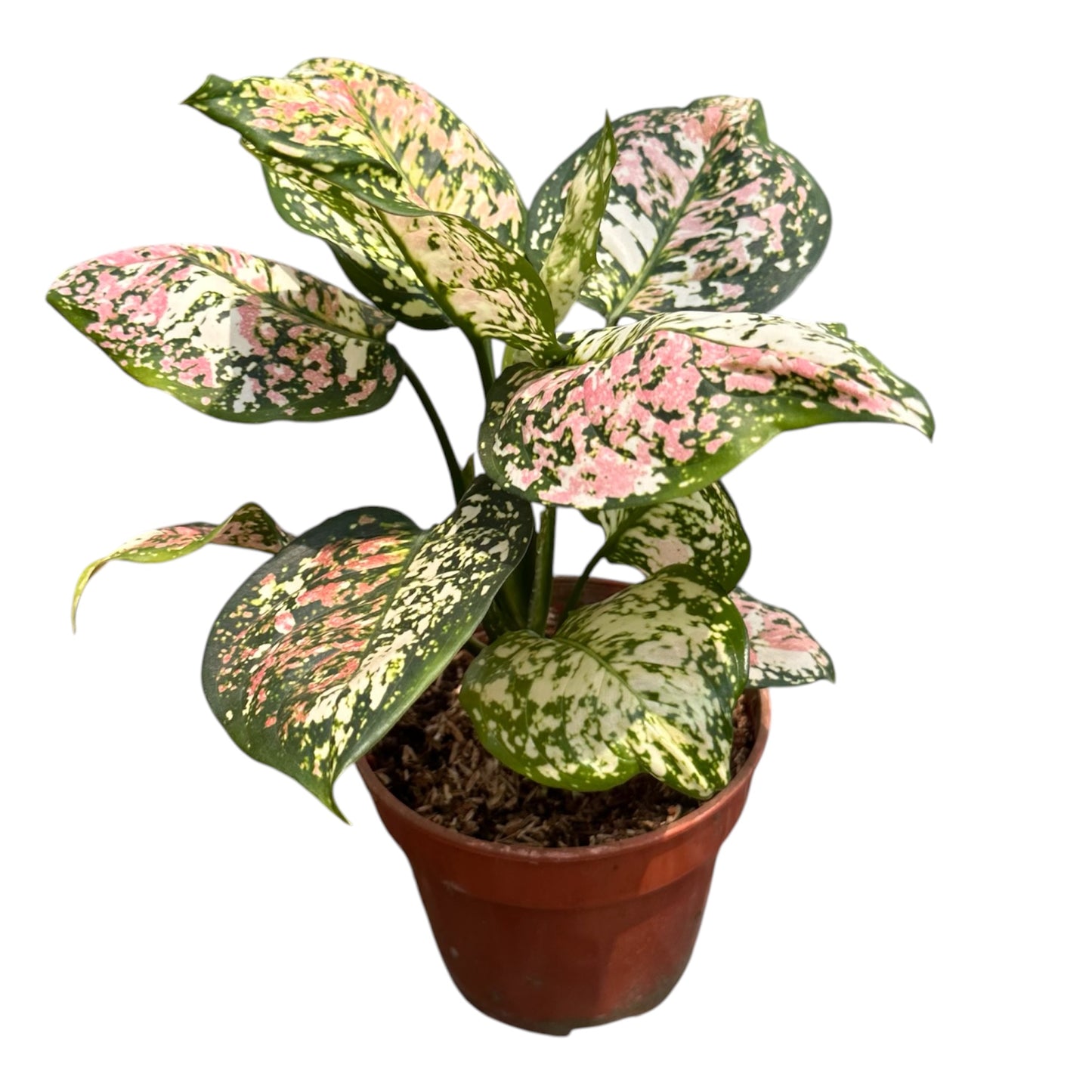 Aglaonema Tricolour