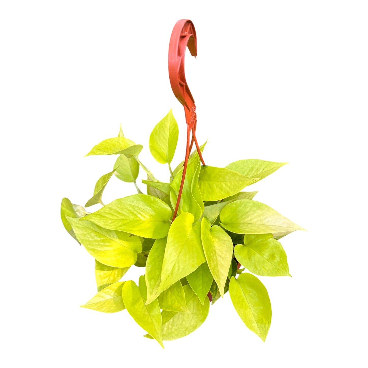 Epipremnum Aureum, Golden Pothos, Golden Money Plant