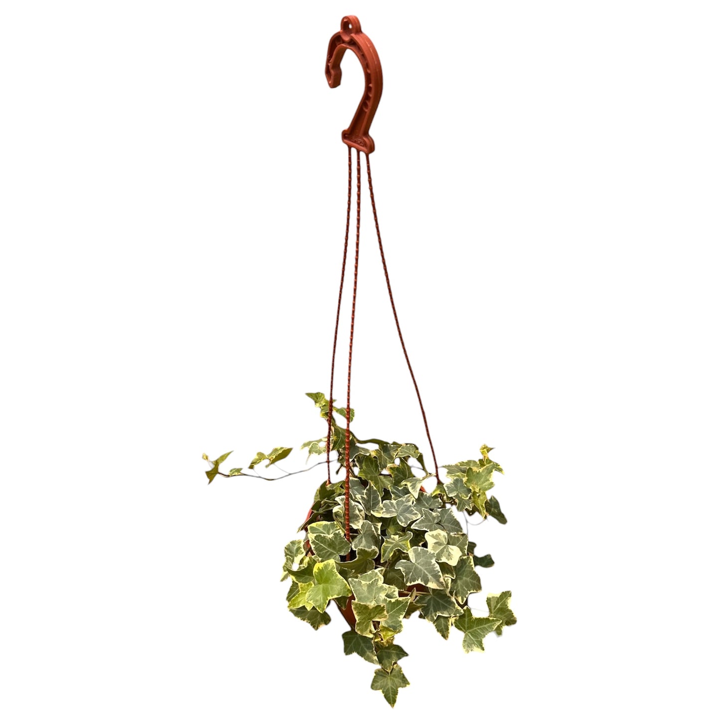 Hedera Helix, English Ivy Variegated