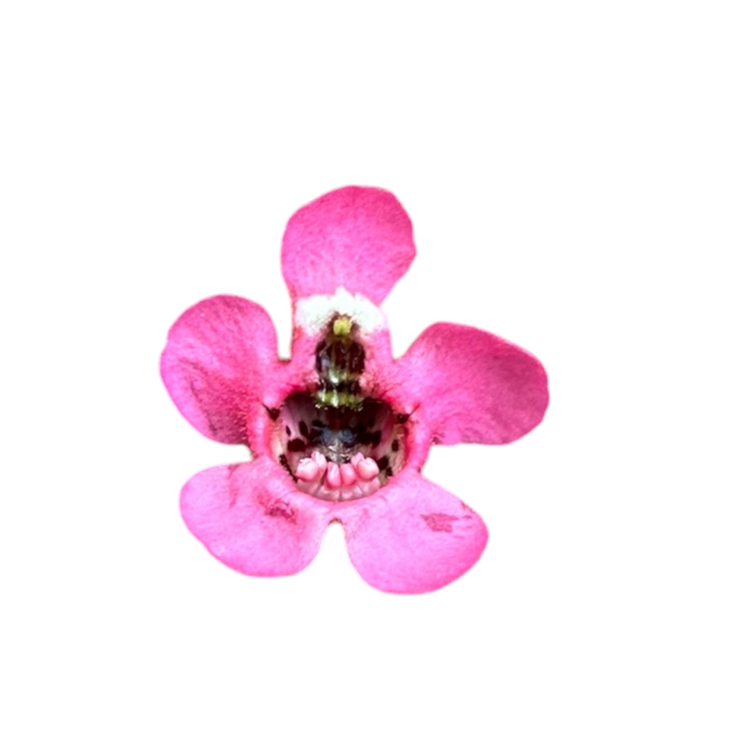 Angelonia Angustifolia, Angelonia Pink
