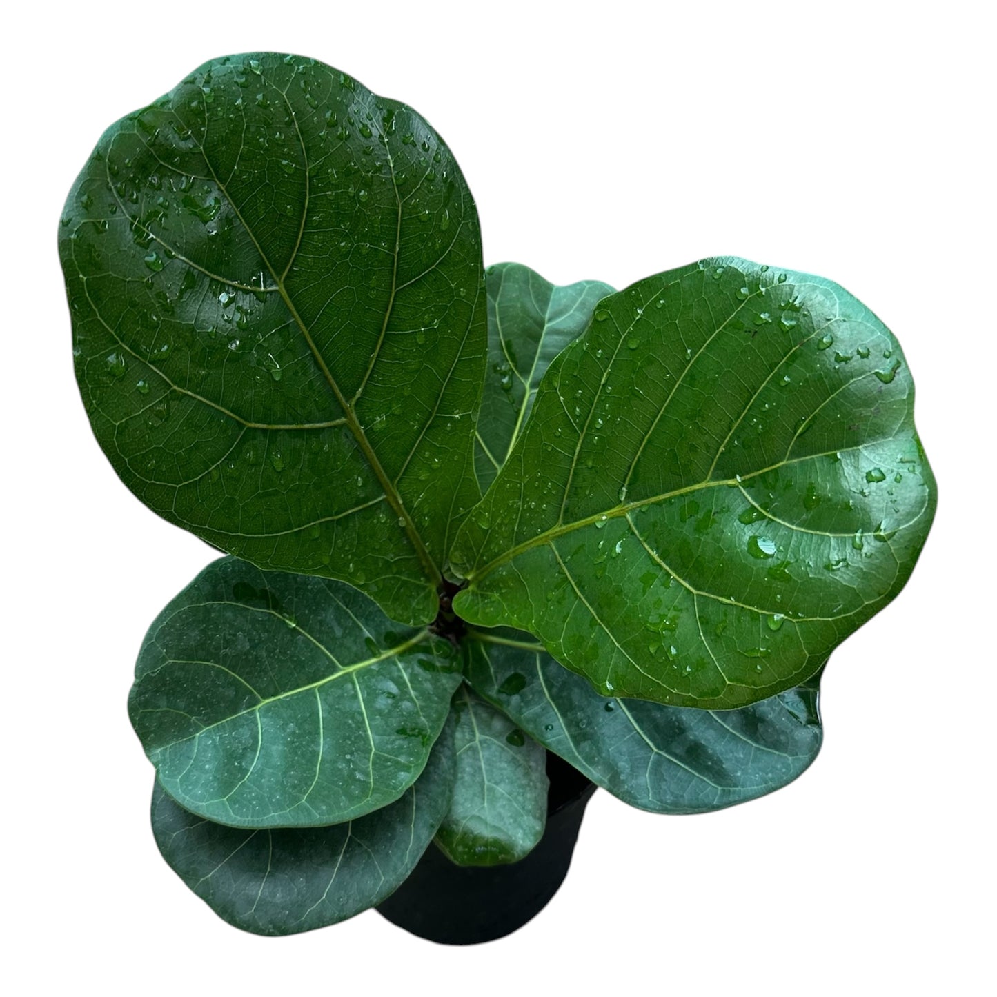 Fiddle-Leaf Fig, Ficus Lyrata