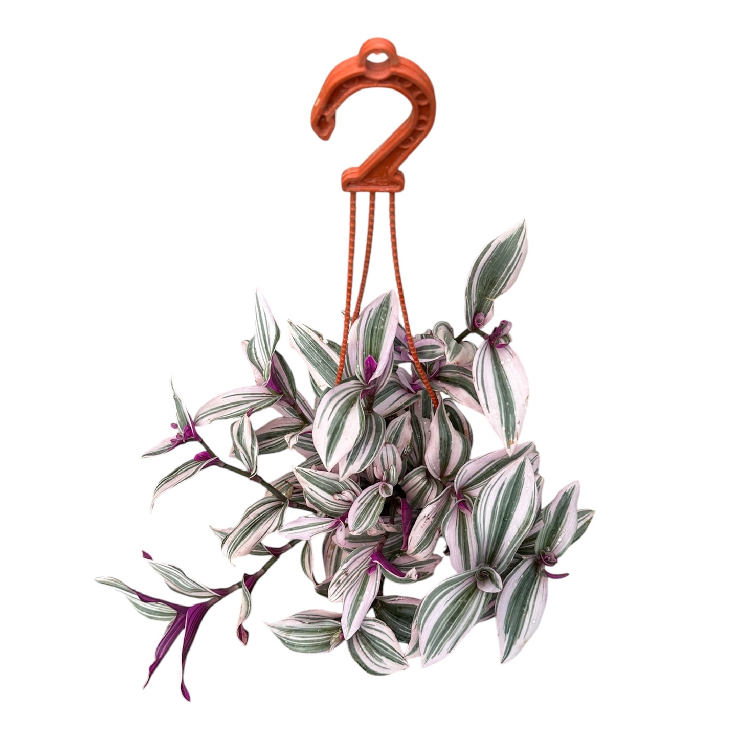 Tradescantia Nanouk,  Fantasy Venice, Pink Wandering Jew